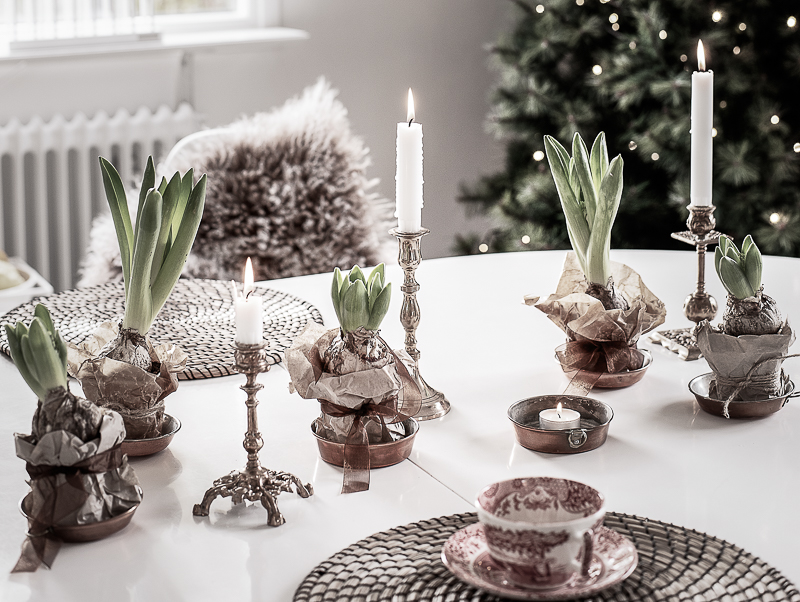 Hyacinter, jul 2020, advent 2020, julblommor-4