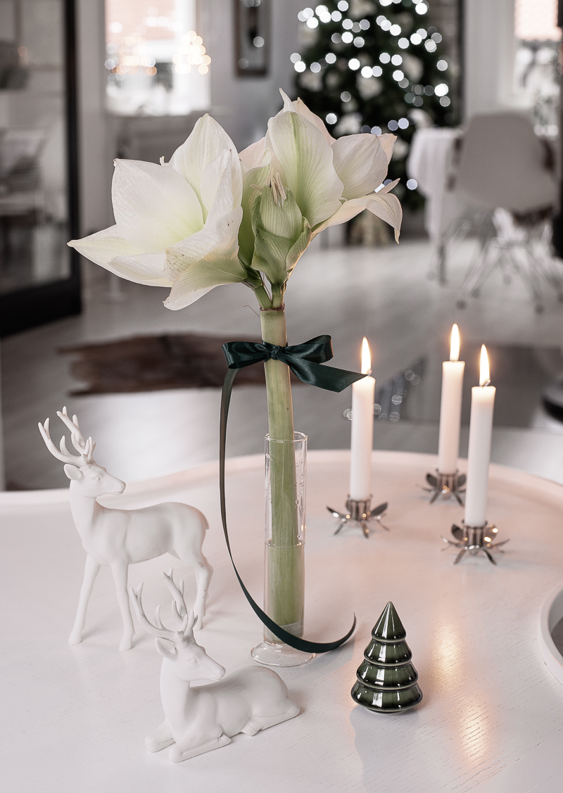 Amaryllis, vit amaryllis, julblommor, julpyssel-4 (1 av 1)
